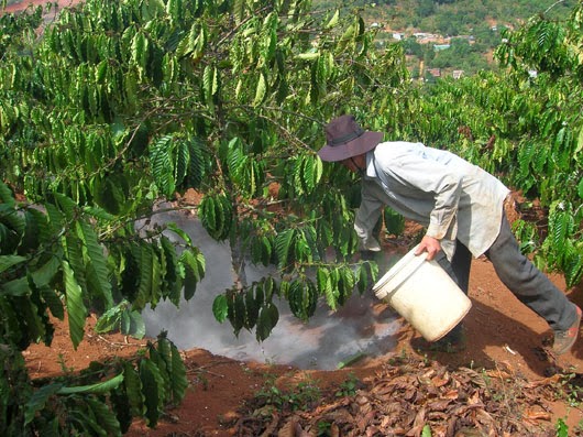 Bón phân cho cây cà phê đúng liều lượng và đúng phân giúp cây đạt năng suất cao và giảm chi phí cho người dân
